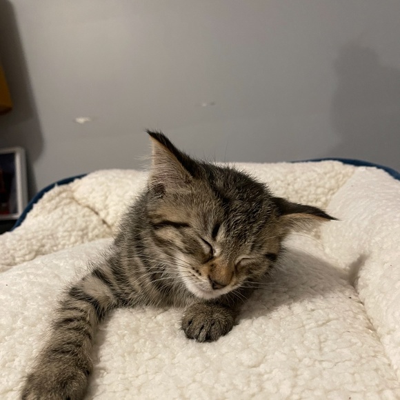 Cat bed - Picture 3 of 3